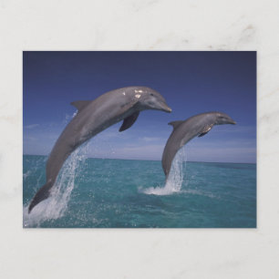 Carte Postale Caraïbes, dauphins Tursiops