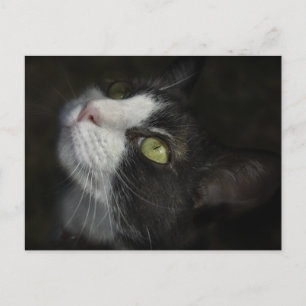 Carte Postale Caramel