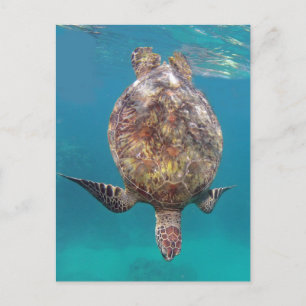 Carte Postale Carapace de Tortue Hawaïenne
