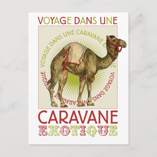 Carte Postale Caravan Camel (Devant)