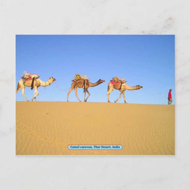 Carte Postale Caravane en chameau, Désert de Thar, Inde (Devant)