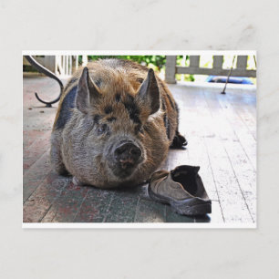 Carte Postale Card. Kunekune Pig. Resting on porch.