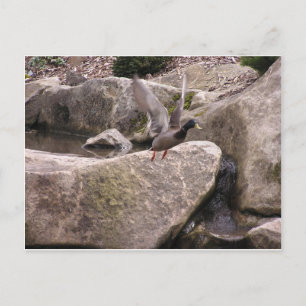 Carte Postale Card: Z Postcard: Nature Kubota Park, Seattle, WA