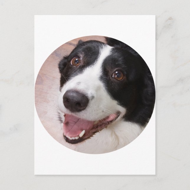 Carte Postale Cardigan Welsh corgi (Devant)