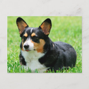 Carte Postale Cardigan Welsh Corgi