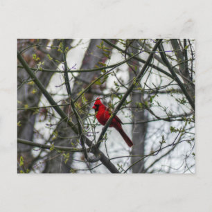 Carte Postale Cardinal