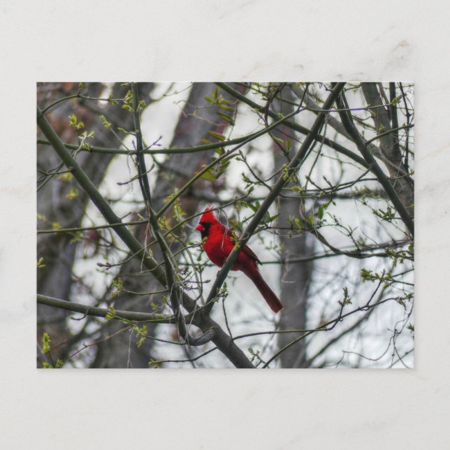 Carte Postale Cardinal (Devant)