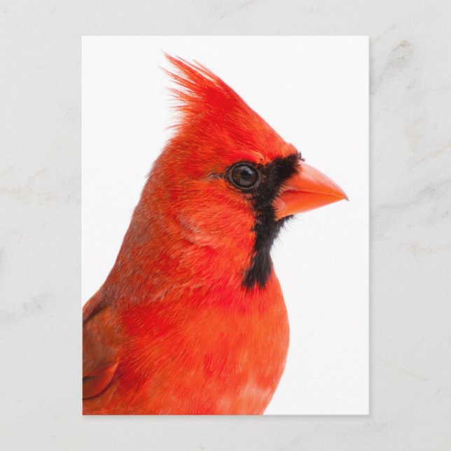 Carte Postale Cardinal (Devant)