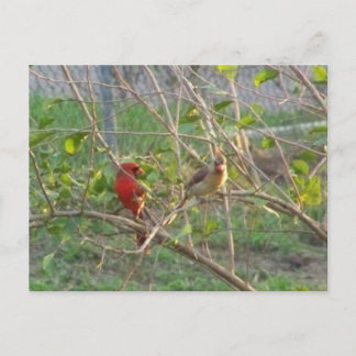 Carte Postale Cardinal