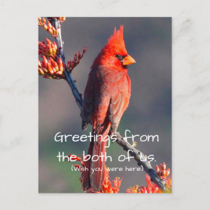 Carte Postale Cardinal