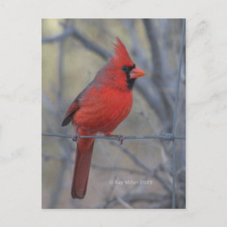 Carte Postale Cardinal à la clôture - 2009