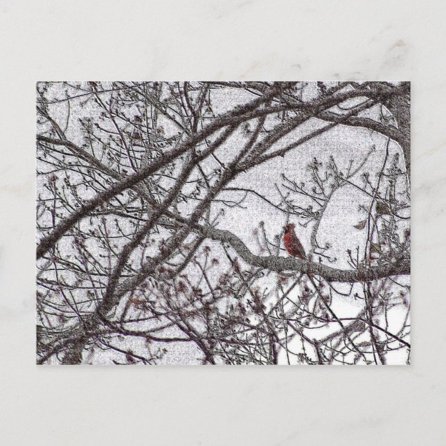 Carte Postale Cardinal dans un arbre (Devant)