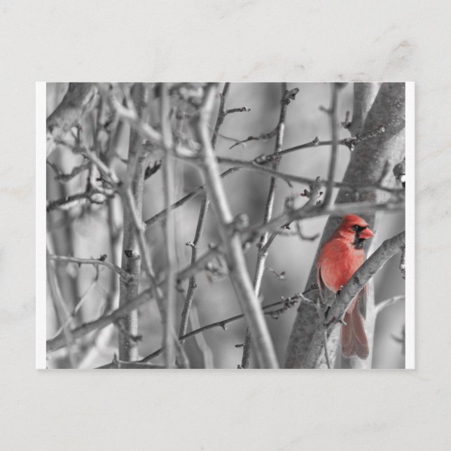 Carte Postale Cardinal dans un arbre (Devant)