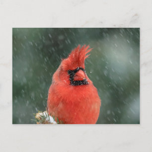 Carte Postale Cardinal dans un pin pendant une tempête de neige