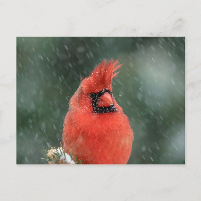 Carte Postale Cardinal dans un pin pendant une tempête de neige (Devant)