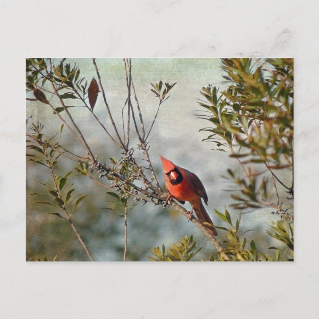 Carte Postale Cardinal de Wax Myrtle (Devant)