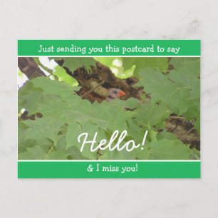 Carte Postale Cardinal drôle se cachant en disant Bonjour et Tu 