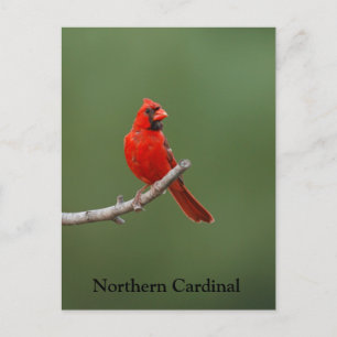 Carte Postale Cardinal du Nord