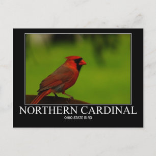 Carte Postale Cardinal du Nord