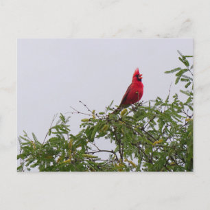 Carte Postale Cardinal du Nord à Mesquite Tree, Tucson