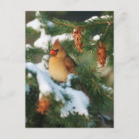 Cardinal du Nord dans un arbre, Illinois