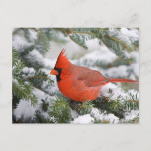 Carte Postale Cardinal du Nord dans un sapin baumier en hiver
