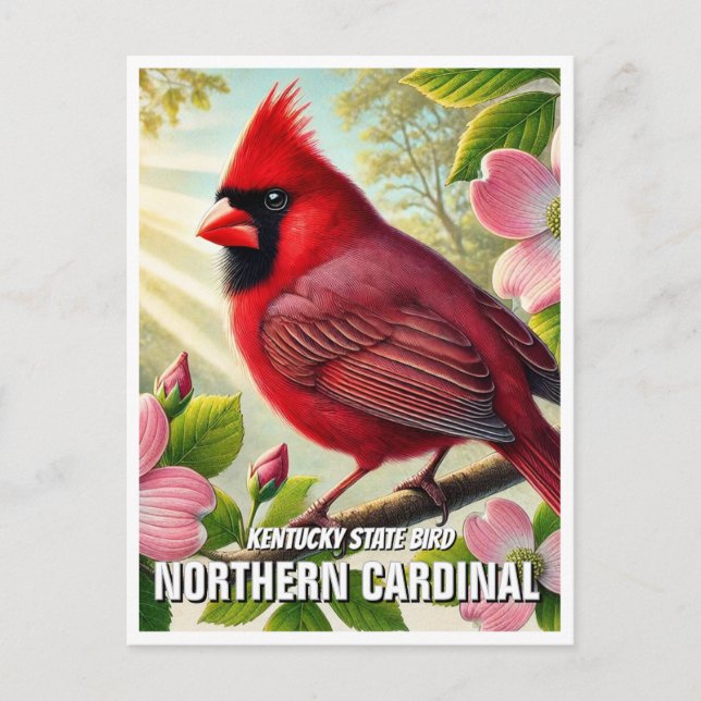 Carte Postale Cardinal du nord de l'État du Kentucky (Devant)