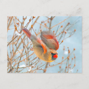 Carte Postale Cardinal du Nord en Vol - Photographie Originale