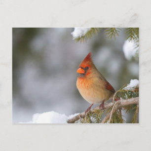 Carte Postale Cardinal du Nord femelle dans un épinette en hiver