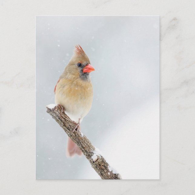Carte Postale Cardinal du Nord féminin dans la neige Photo (Devant)