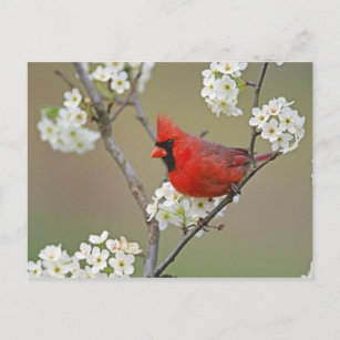 Carte Postale Cardinal du Nord masculin parmi les poiriers
