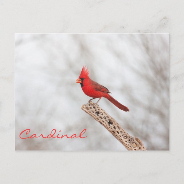 Carte Postale Cardinal du Nord sur une branche (Devant)