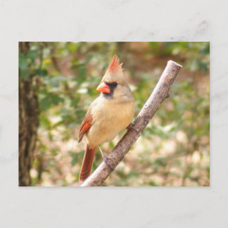 Carte Postale Cardinal féminin à la Branche