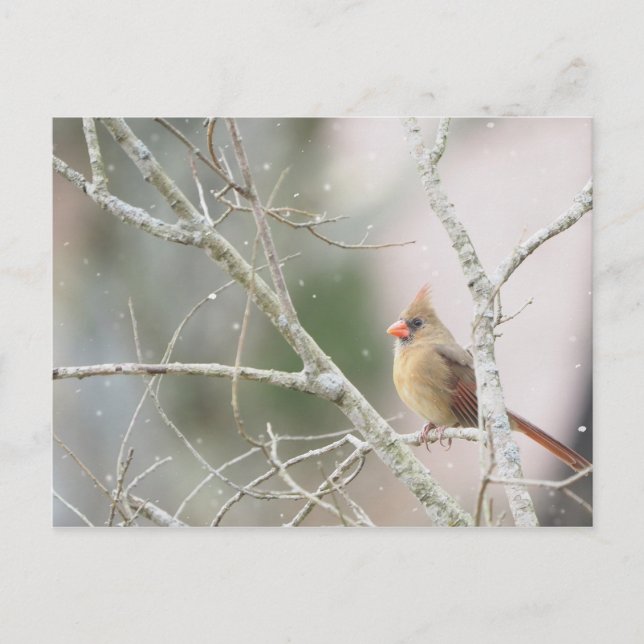 Carte Postale Cardinal féminin sur les branches d'hiver (Devant)