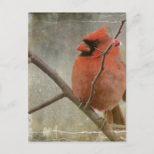 Carte Postale Cardinal Grunge