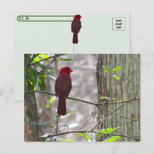 Carte postale Cardinal Homme