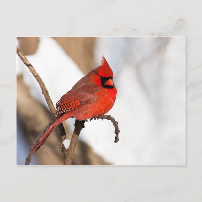 Carte Postale Cardinal II (Devant)