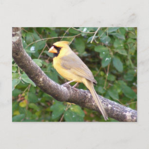 Carte Postale Cardinal jaune