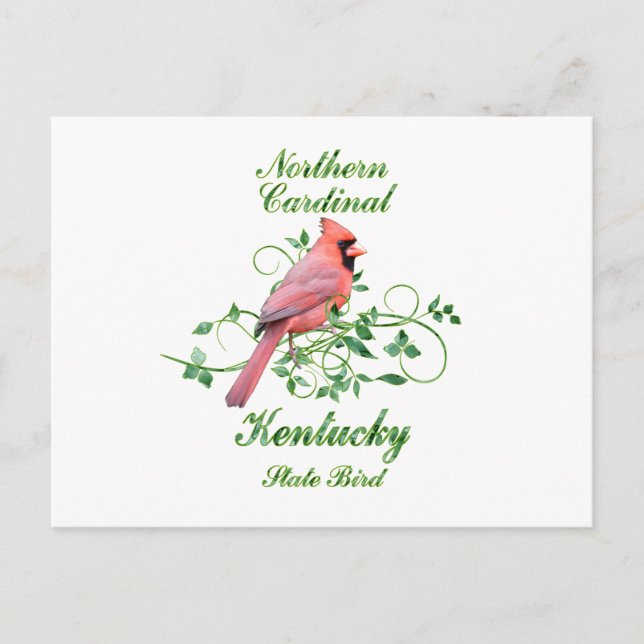 Carte Postale Cardinal Kentucky State Bird (Devant)