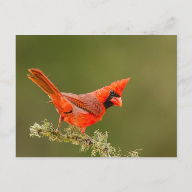 Carte Postale Cardinal mâle sur une branche (Devant)