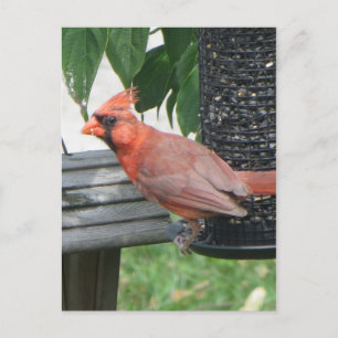 Carte Postale Cardinal masculin