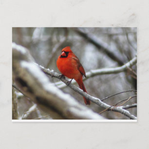 Carte Postale Cardinal masculin