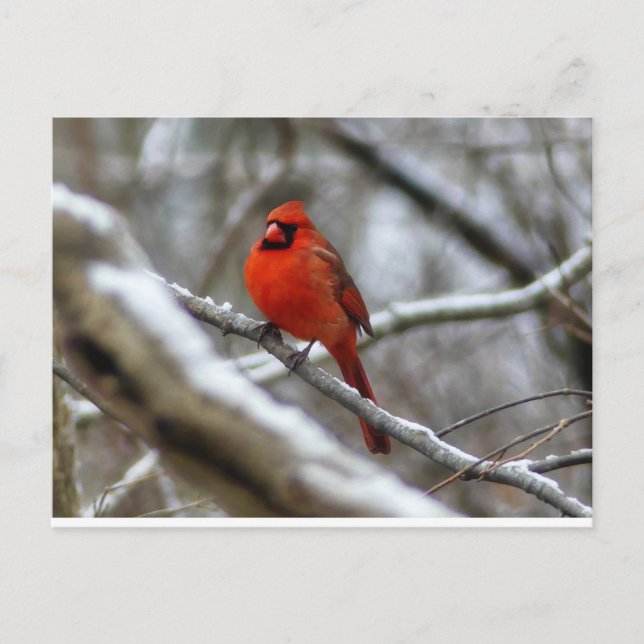 Carte Postale Cardinal masculin (Devant)