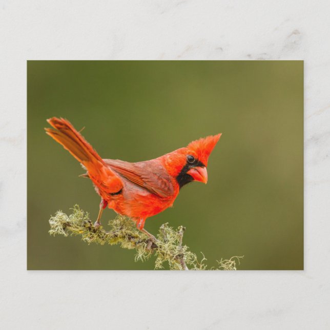 Carte Postale Cardinal masculin sur le membre (Devant)