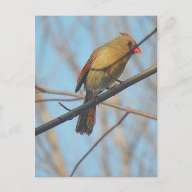 Carte Postale Cardinal/Oiseau féminin (Devant)