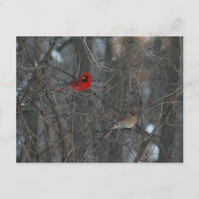Carte Postale Cardinal Pair (Devant)
