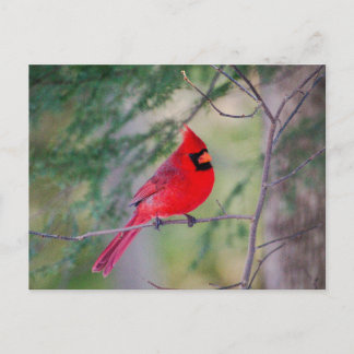 Carte Postale Cardinal Pose
