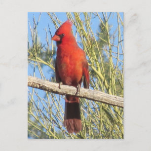 Carte Postale Cardinal Postcard