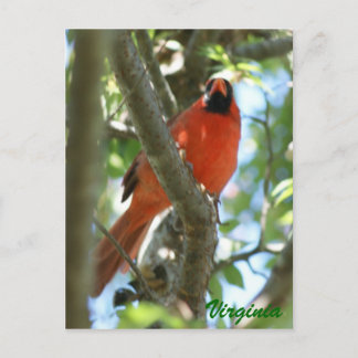 Carte Postale Cardinal Postcard ...