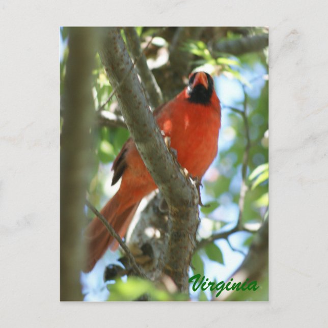 Carte Postale Cardinal Postcard ... (Devant)